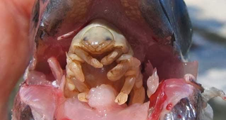 Imagen: Especies Chilenas.